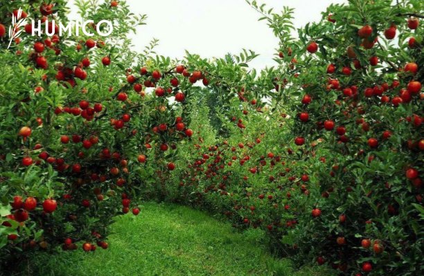 Potassium Fulvate for Plants Benefits & Application Insights - HUMICO Orchard