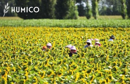 Potassium Fulvate for Plants Benefits & Application Insights - HUMICO Sunflower