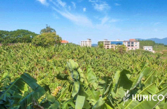 Potassium Humate Uses in Agriculture Enhancing Soil Quality - HUMICO Bananas