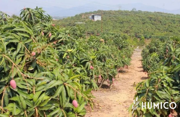 Potassium Humate Uses in Agriculture Enhancing Soil Quality - HUMICO Mango