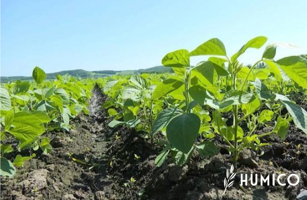 Seaweed Extract Powder for Plants Benefits & Application - HUMICO Soybeans