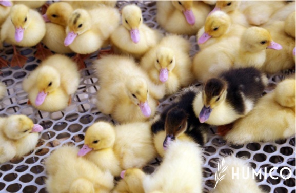 Sodium Humate in Poultry Application, Efficacy & Benefits - HUMICO