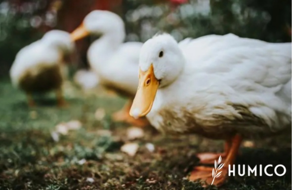 Sodium Humate in Poultry Application, Efficacy & Benefits - HUMICO