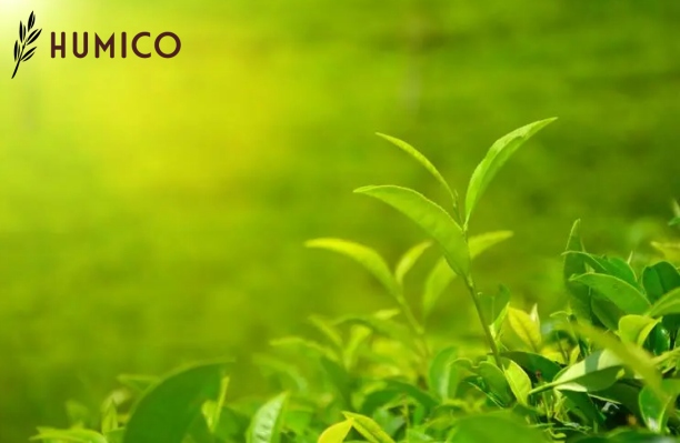 Alginic Acid Benefits for Plants Enhancing Growth & Defense - HUMICO Tea Leaves