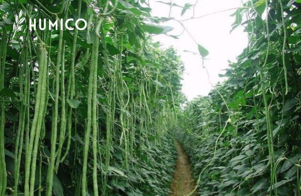 Copper EDTA Fertilizer Maximizing Plant Health - HUMICO Beans