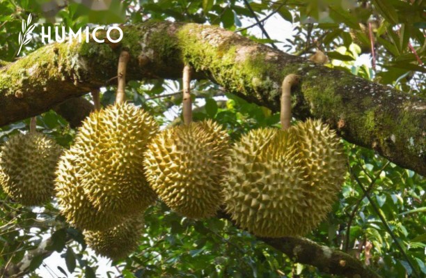 Copper EDTA Fertilizer Maximizing Plant Health - HUMICO Durian