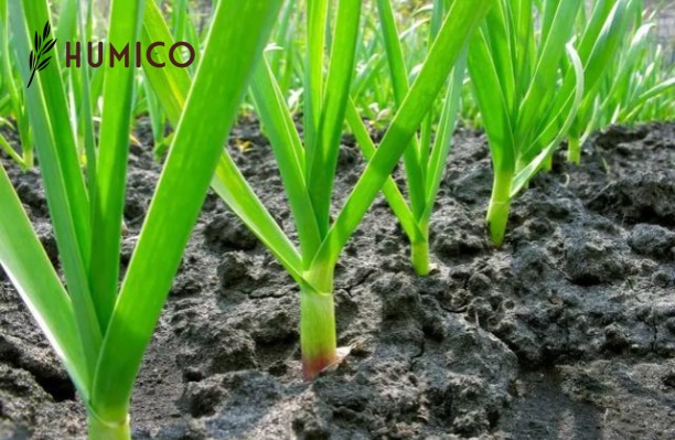 Copper EDTA Fertilizer Maximizing Plant Health - HUMICO Garlic
