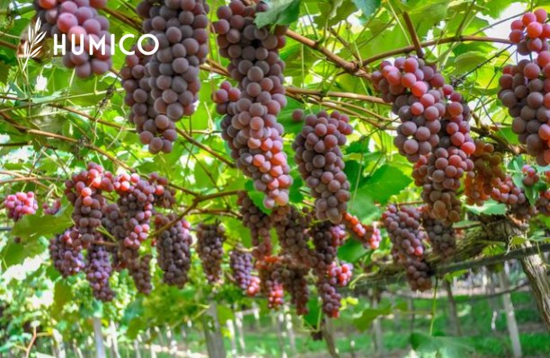 Copper EDTA Fertilizer Maximizing Plant Health - HUMICO Grape