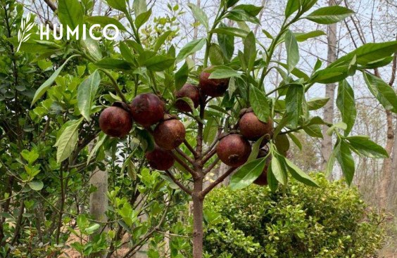 Copper EDTA Fertilizer Maximizing Plant Health - HUMICO Mangosteen