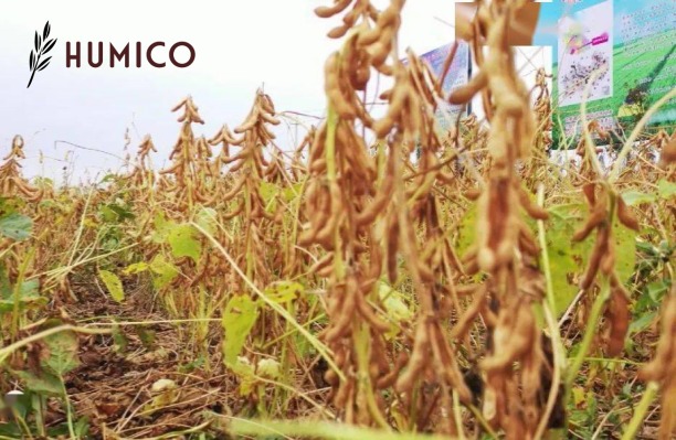 Fish Protein Hydrolysate Fertilizer Benefits & Application Guide - HUMICO Soybeans