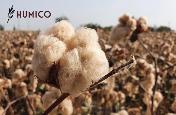 Humic Acid for Cotton A Comprehensive Analysis - HUMICO