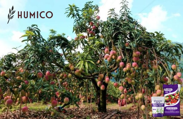 Humic Amino Shiny Balls Uses & Benefits in Agriculture - HUMICO Mango