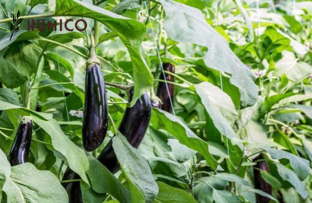 Methods of Applying Fertilizer Best Practices & Techniques - HUMICO Eggplant