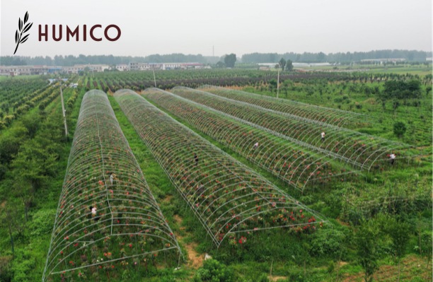 Methods of Applying Fertilizer Best Practices & Techniques - HUMICO Rose