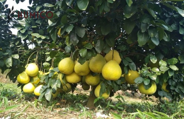 Use of Amino Acid in Agriculture Impact & Benefits - HUMICO Grapefruit