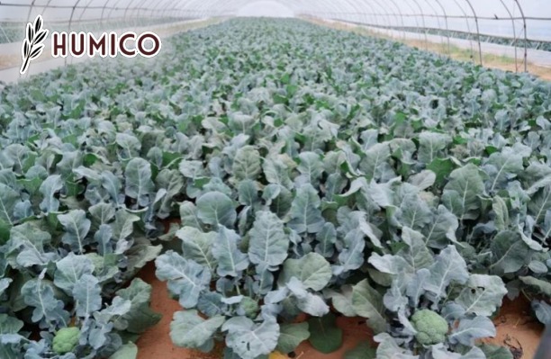 Chelated Manganese EDTA Fertilizer A Comprehensive Guide - Humico - Planting Broccoli