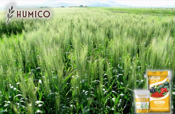 Enhancing Plant Growth with Zinc Amino Acid Chelate Fertilizer - Humico - Planting Barley