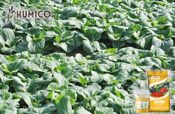 Enhancing Plant Growth with Zinc Amino Acid Chelate Fertilizer - Humico - Planting Cabbage