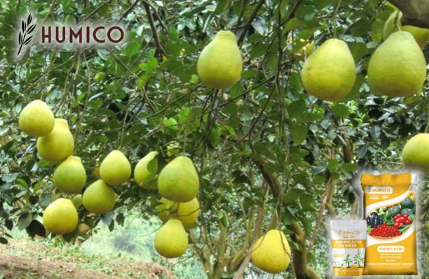 Enhancing Plant Growth with Zinc Amino Acid Chelate Fertilizer - Humico - Planting Grapefruit