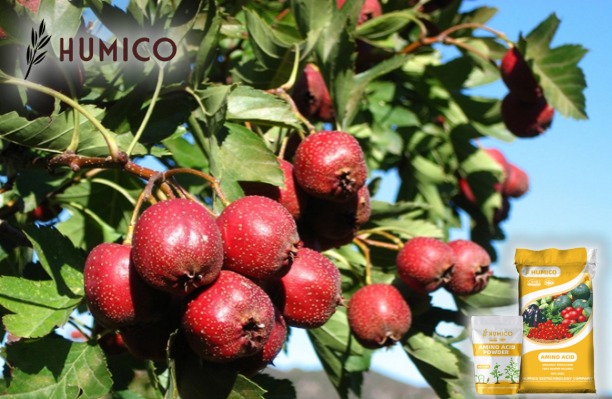Enhancing Plant Growth with Zinc Amino Acid Chelate Fertilizer - Humico - Planting Hawthorn