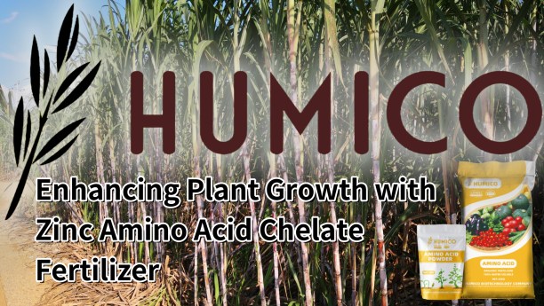 Enhancing Plant Growth with Zinc Amino Acid Chelate Fertilizer - Humico - Planting Sugarcane