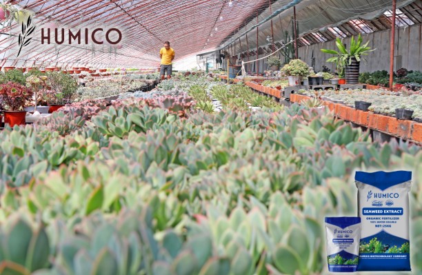 Exploring the Benefits of Ascophyllum Nodosum for Plants -Humico - Planting Horticultural Crops