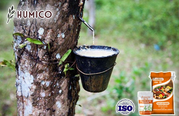Fulvic Acid Mineral Powder Benefits for Plants A Comprehensive Guide - Humico - Planting Rubber