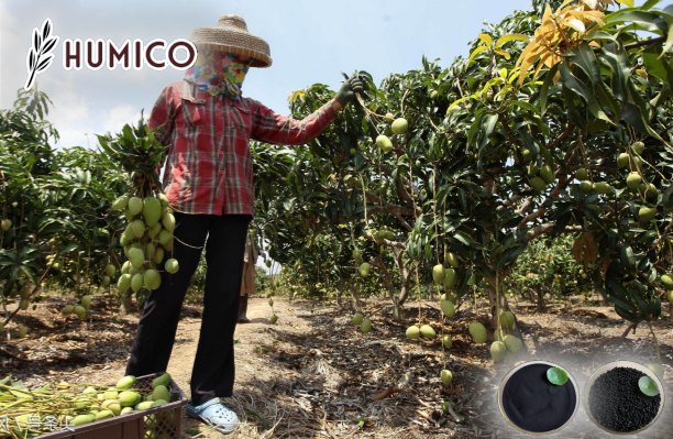 Humic Acid for Mango Tree Impact on Growth and Yield - Humico - Planting Mango Tree