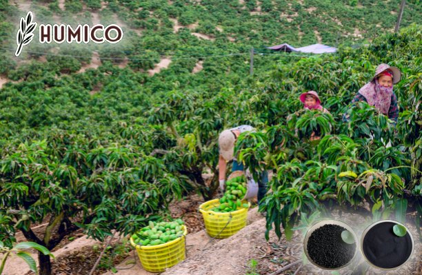 Humic Acid for Mango Tree Impact on Growth and Yield - Humico - Planting Mango Trees