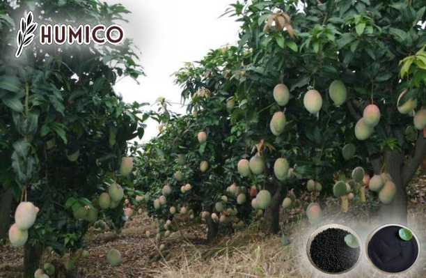 Humic Acid for Mango Tree Impact on Growth and Yield - Humico - Planting Mango