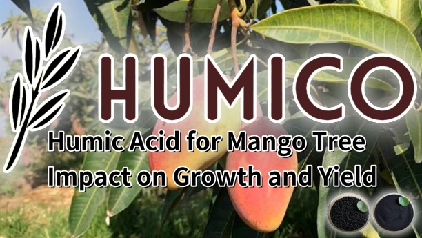 Humic Acid for Mango Tree Impact on Growth and Yield - Humico - Planting Mangos Trees