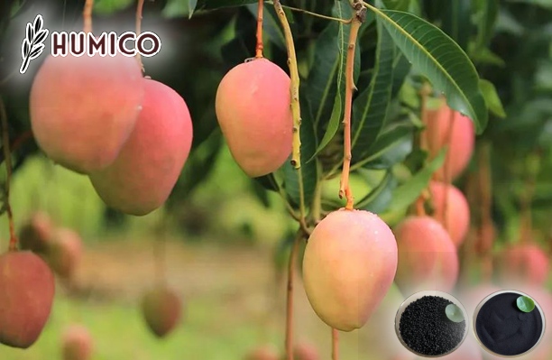 Humic Acid for Mango Tree Impact on Growth and Yield - Humico - Planting Mangos