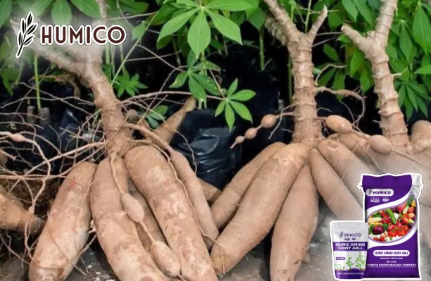 Humic Amino Shiny Balls Functions, Crops, and Dosage Solutions - Humico - Planting Cassava