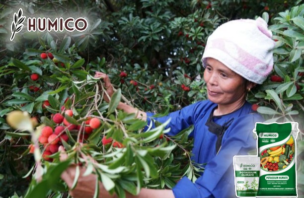 Leonardite Potassium Humate Fertilizer A Comprehensive Guide - Humico - Planting Bayberry