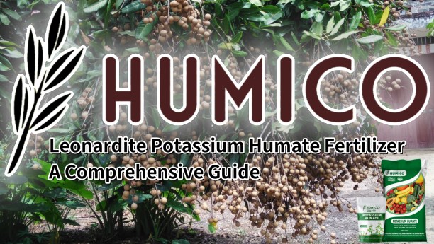 Leonardite Potassium Humate Fertilizer A Comprehensive Guide - Humico - Planting Longan