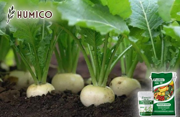 Leonardite Potassium Humate Fertilizer A Comprehensive Guide - Humico - Planting Turnip