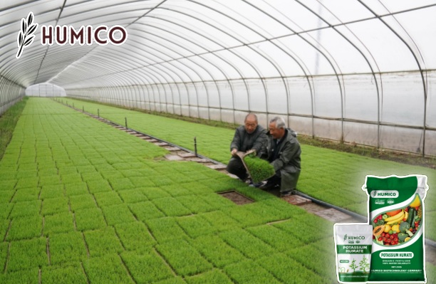 Potassium Humate Fertilizer for Rice Planting Application Tips and Benefits - Humico