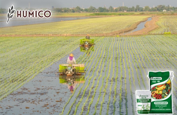 Potassium Humate Fertilizer for Rice Planting Application Tips and Benefits - Humico
