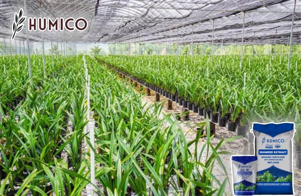 Seaweed Extract for Orchids Benefits and Application Comprehensive Guide - Humico - Planting Orchids