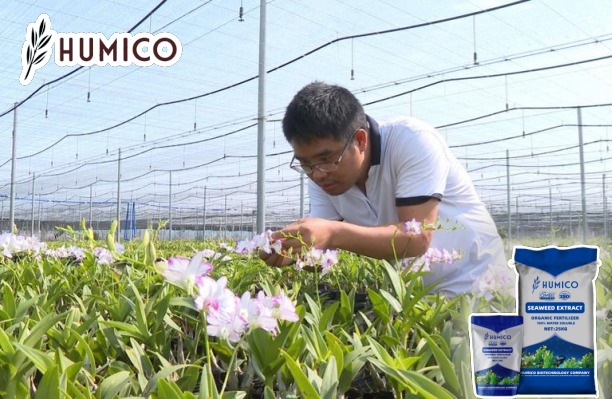 Seaweed Extract for Orchids Benefits and Application Comprehensive Guide - Humico - Planting Orchids