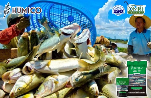 Sodium Humate Aquaculture Benefits & Advantages Unveiled