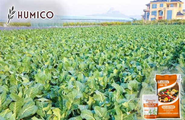 Soluble Fulvic Acid Powder Fertilizer Benefits and Uses for Plants - Humico - Planting Cauliflower