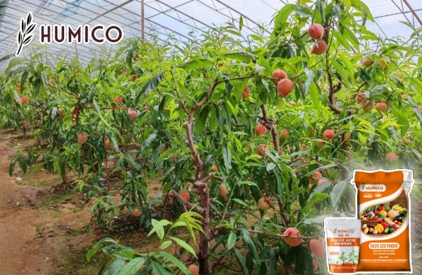 Soluble Fulvic Acid Powder Fertilizer Benefits and Uses for Plants - Humico - Planting Peach