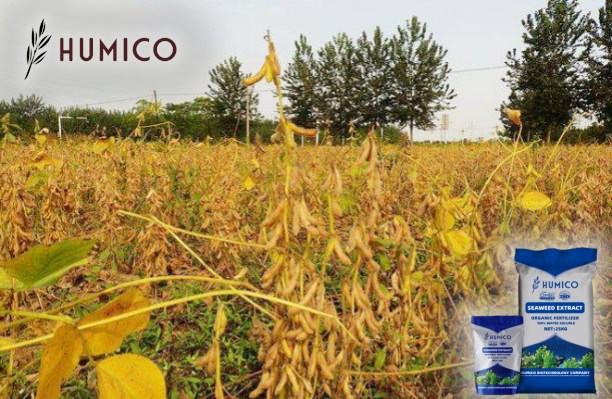 Understanding Fish Amino Acid Fertilizer Benefits and Mechanism of Action - Humico - Planting Soybeans