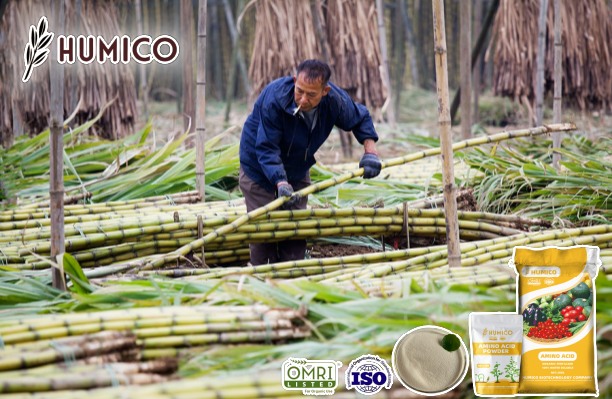 Amino Acid for Sugarcane Enhancing Growth, Improve Yields and Quality - Humico