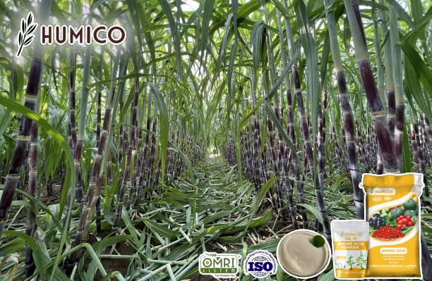 Amino Acid for Sugarcane Enhancing Growth, Improve Yields and Quality - Humico