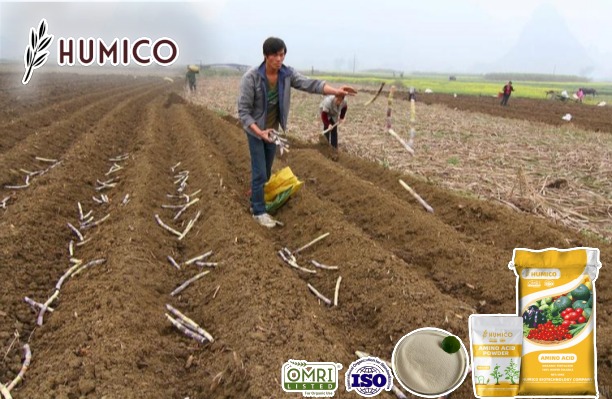 Amino Acid for Sugarcane Enhancing Growth, Improve Yields and Quality - Humico