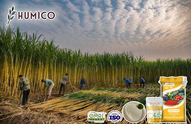 Amino Acid for Sugarcane Enhancing Growth, Improve Yields and Quality - Humico