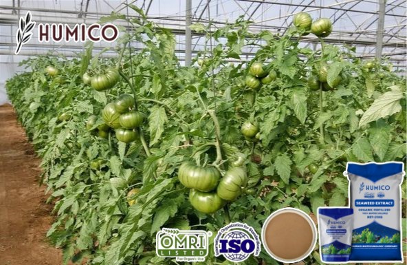 Analyzing the Impact of Seaweed Fertilizer for Tomatos Growth and Soil Health - Humico