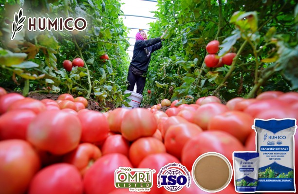 Analyzing the Impact of Seaweed Fertilizer for Tomatos Growth and Soil Health - Humico